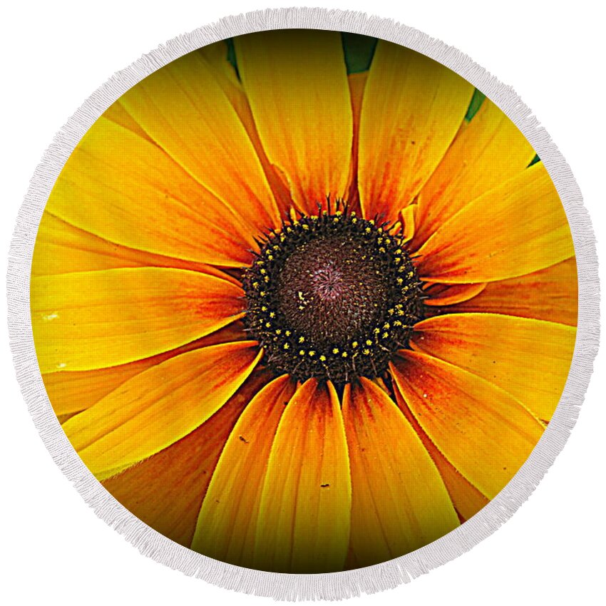 Black Eyed Susan Round Beach Towel featuring the photograph 'Black Eyed Susan' by Suzanne DeGeorge