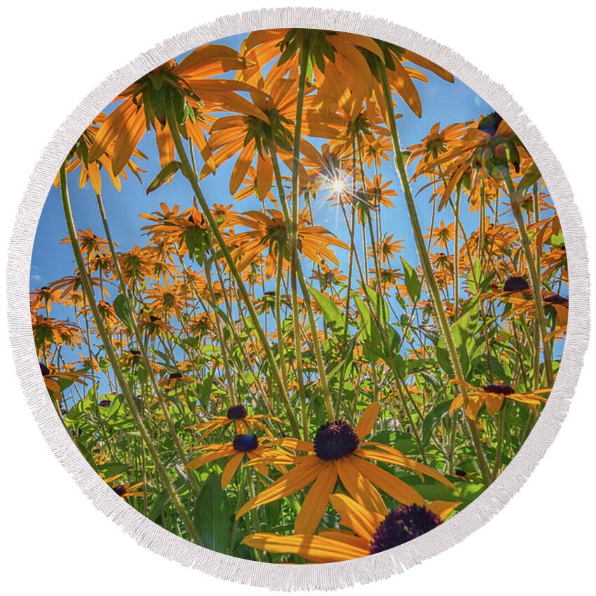 Black Eyed Susan Round Beach Towel featuring the photograph Black-Eyed-Susans Bask In The Sun by Rick Berk