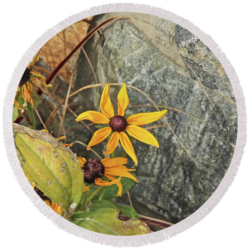 Black Eyed Susans Next Gray And Black Rock Fading Foliage Green Round Beach Towel featuring the photograph Black Eyed Susans Next Gray and Black Rock Fading Foliage Green 2 10222017 Colorado by David Frederick