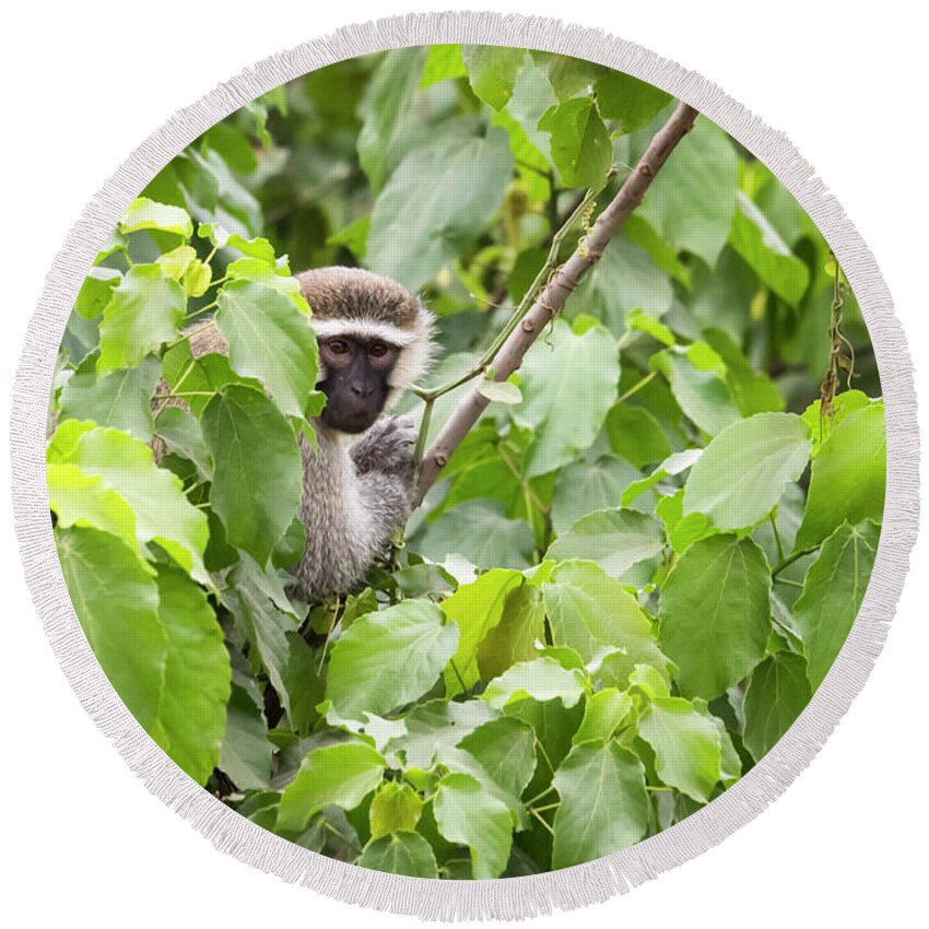 Africa Round Beach Towel featuring the photograph Black faced vervet monkey in leafy tree, Uganda by Karen Foley