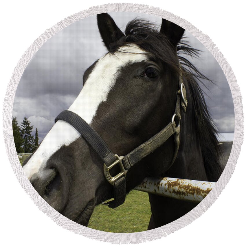 Black Horse With White Muzzle Round Beach Towel featuring the photograph Black horse by Donna L Munro