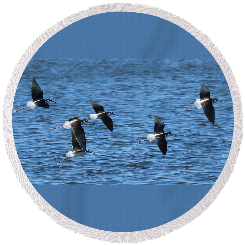 Black Round Beach Towel featuring the photograph Black-Necked Stilts in Flight - 2 by Christy Pooschke