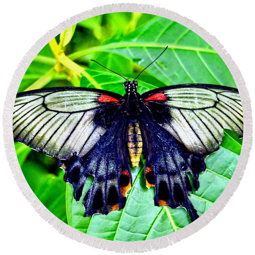 Nature Round Beach Towel featuring the photograph Black Spring Butterfly by Amy McDaniel