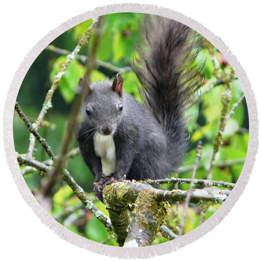 Animal Round Beach Towel featuring the photograph Black Squirrel in the Cherry Tree by Valerie Ornstein