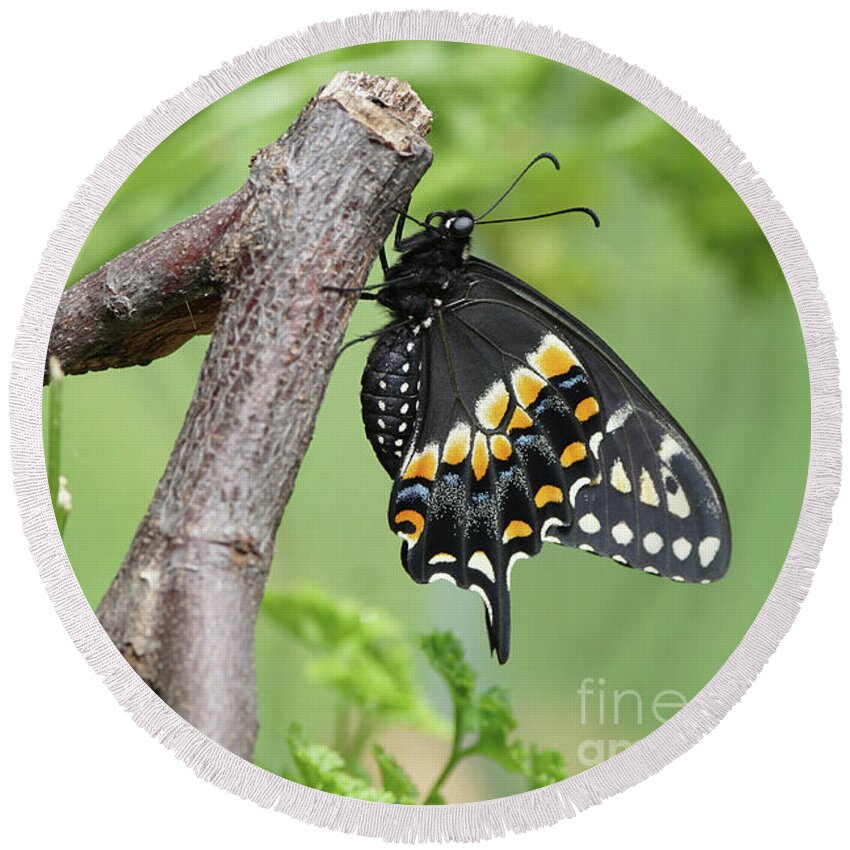 Black Swallowtail Round Beach Towel featuring the photograph Black Swallowtail and Chrysalis by Robert E Alter Reflections of Infinity