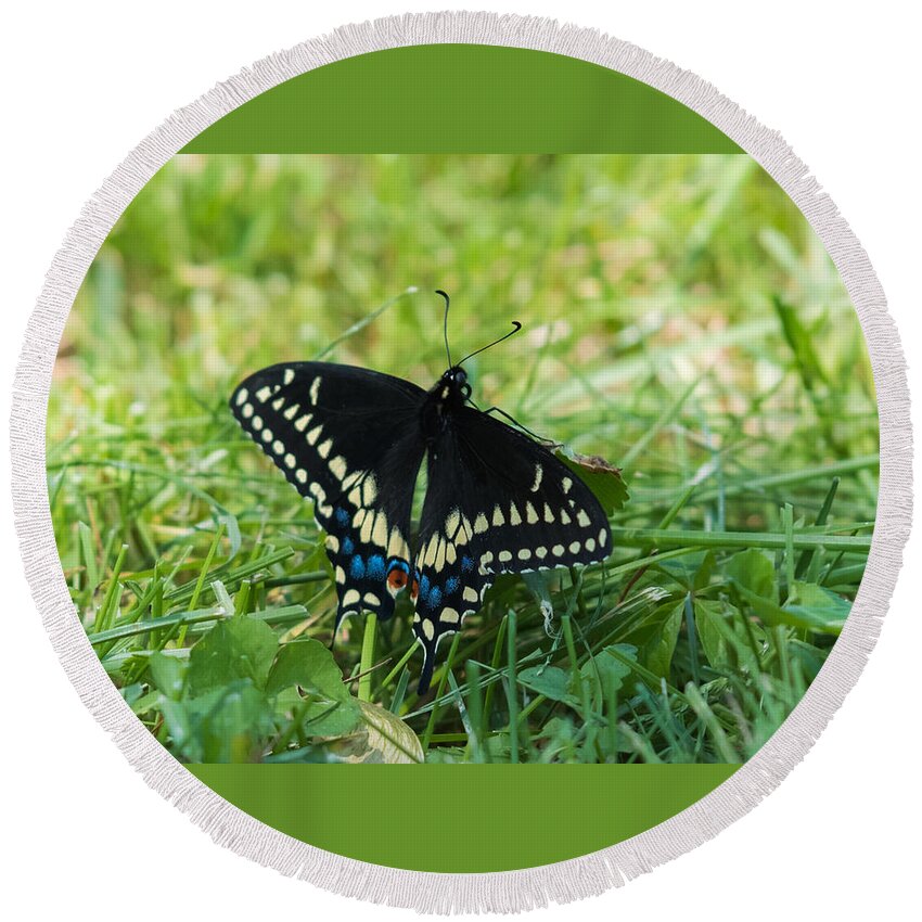 Black Swallowtail Butterfly Round Beach Towel featuring the photograph Black Swallowtail Butterfly by Holden The Moment