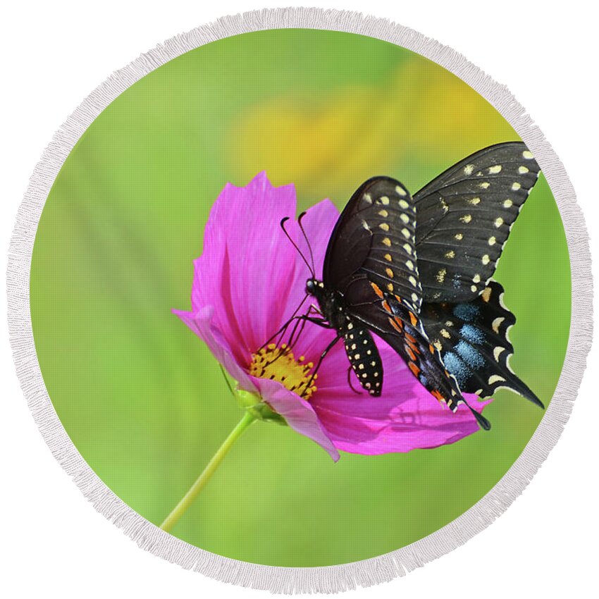 Butterfly Round Beach Towel featuring the photograph Black Swallowtail on a Cosmos by Rodney Campbell