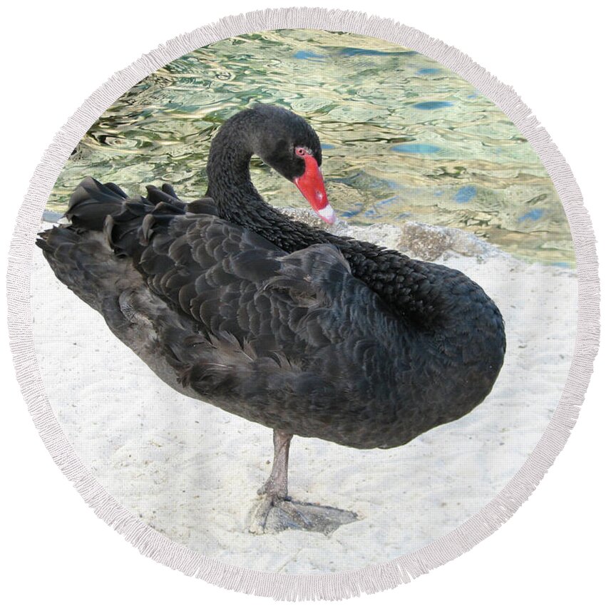 Swan Round Beach Towel featuring the photograph Black Swan Standing on One Leg on a Beach by DejaVu Designs