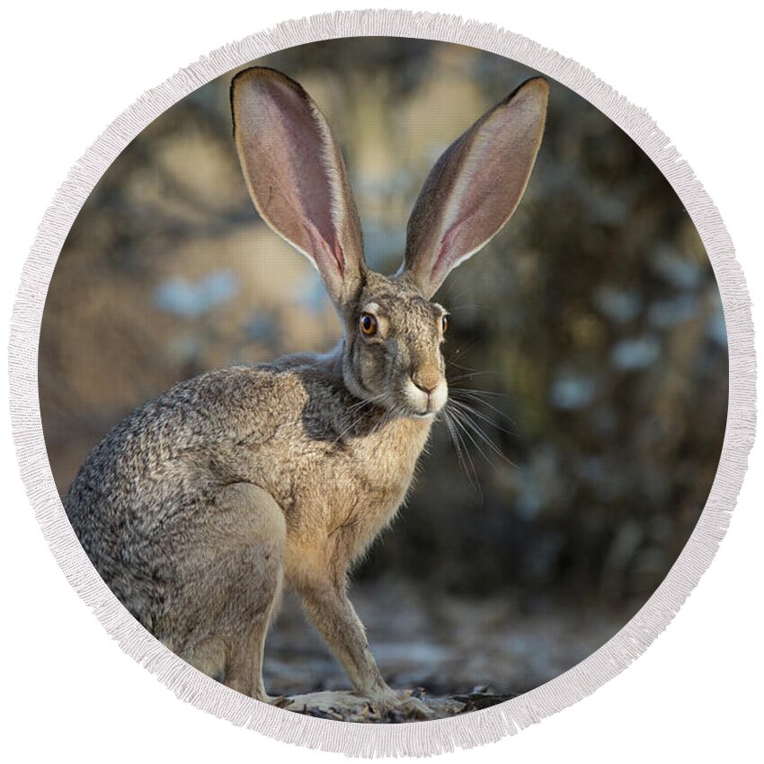 Wild Round Beach Towel featuring the photograph Black-tailed Jackrabbit by Sue Cullumber