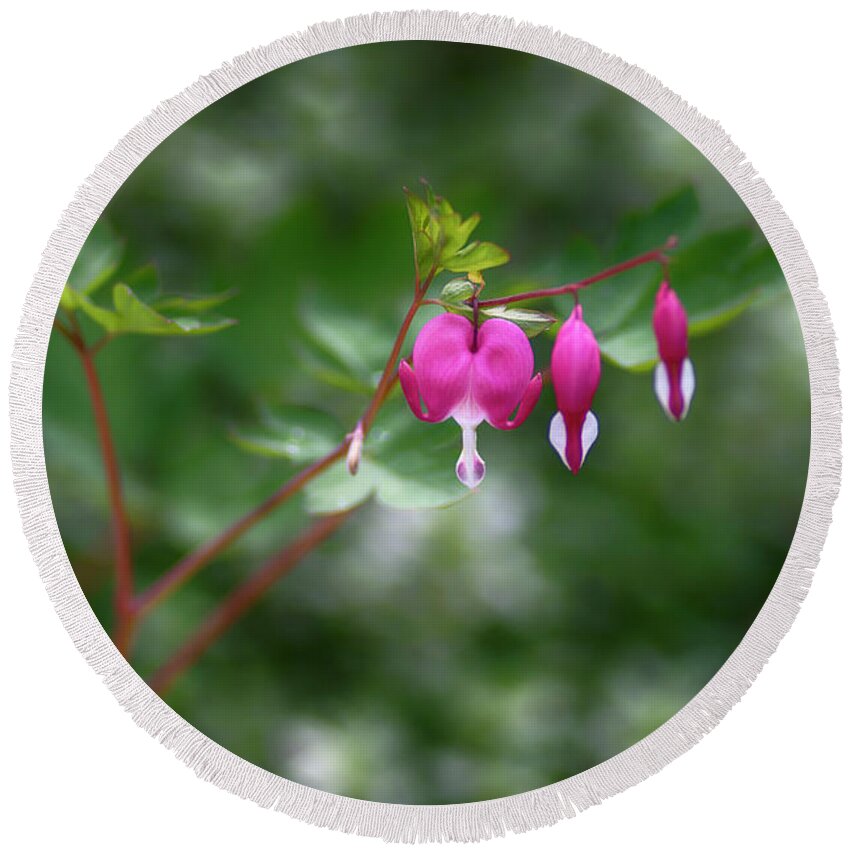  Round Beach Towel featuring the photograph Bleeding Hearts by Dan Hefle