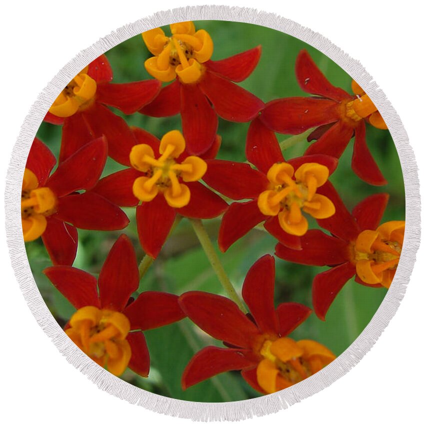 Flower Round Beach Towel featuring the photograph Bloodflower by Carl Moore