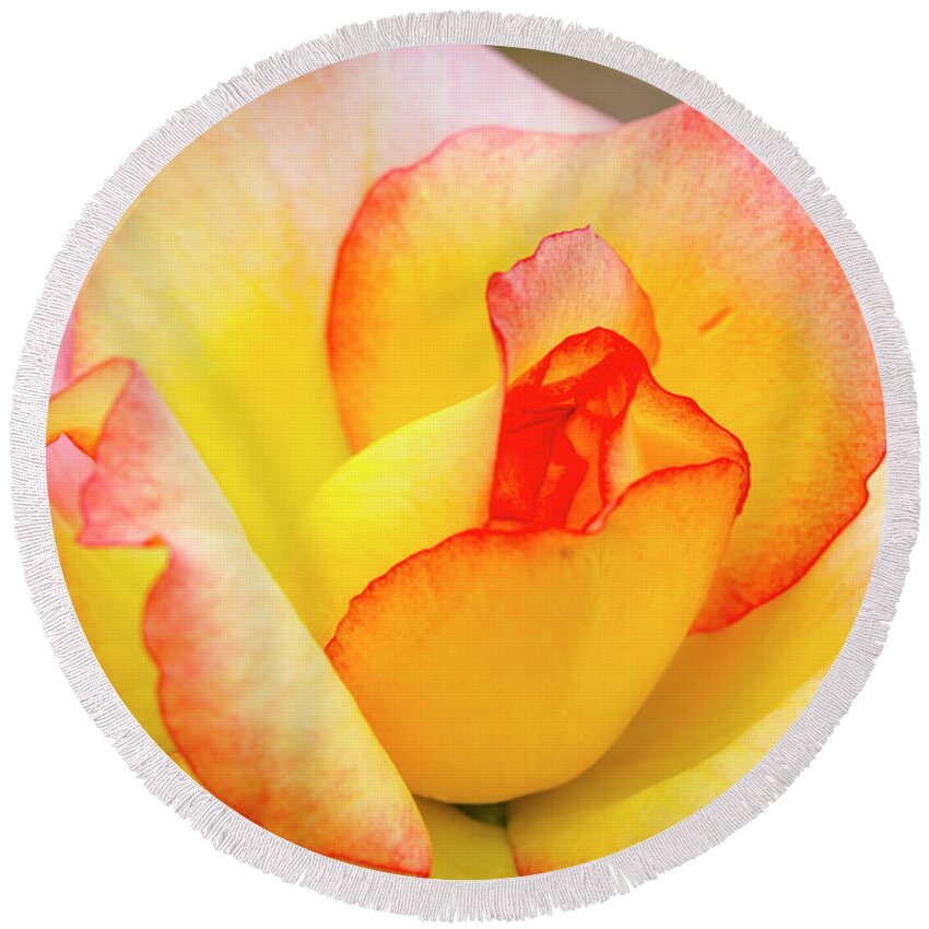 Valentine Round Beach Towel featuring the photograph Blooming Yellow and Pink Rose by Teri Virbickis