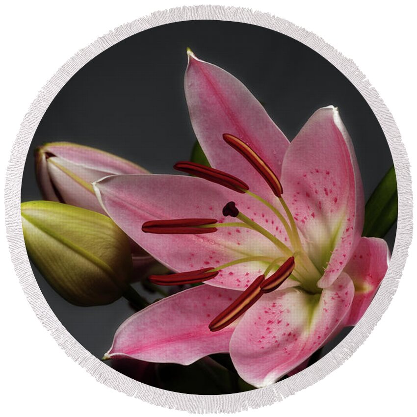 Blossom Round Beach Towel featuring the photograph Blossoming Pink Lily Flower on dark Background by Sergey Taran