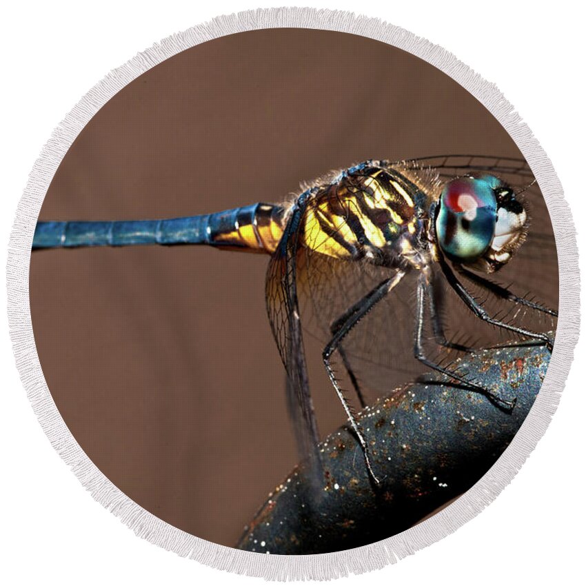 Dragonfly Round Beach Towel featuring the photograph Blue and Gold Dragonfly by Christopher Holmes