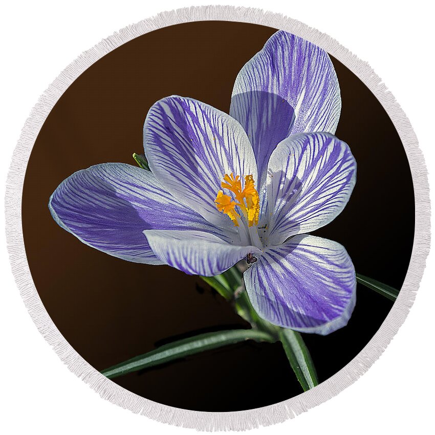 2d Round Beach Towel featuring the photograph Blue And White Crocus by Brian Wallace