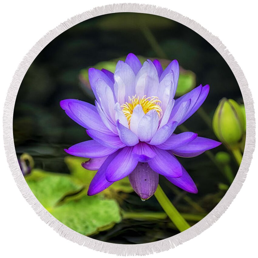 Blue Round Beach Towel featuring the photograph Blue and yellow water lily by Bill Frische
