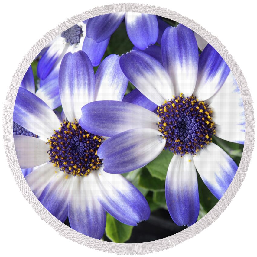 Flowers Round Beach Towel featuring the photograph Blue Bi-Color Pericallis Senetti by Dorothy Lee