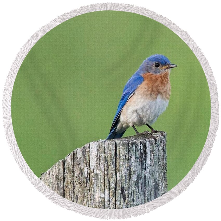 Male Round Beach Towel featuring the photograph Blue Bird on Cedar Post by Michael Peychich