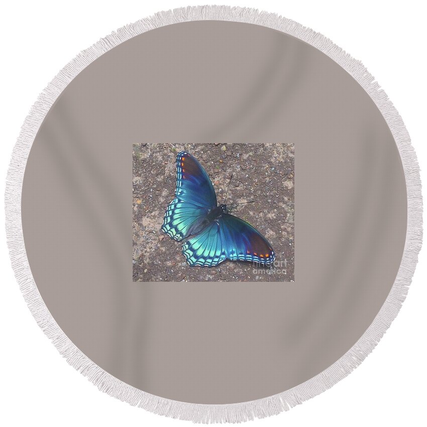 Nature Round Beach Towel featuring the photograph Blue Butterfly by Barry Bohn