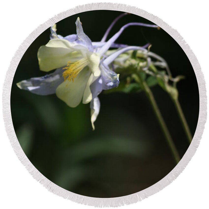 Flagstaff Round Beach Towel featuring the photograph Blue Columbine by Grant Washburn