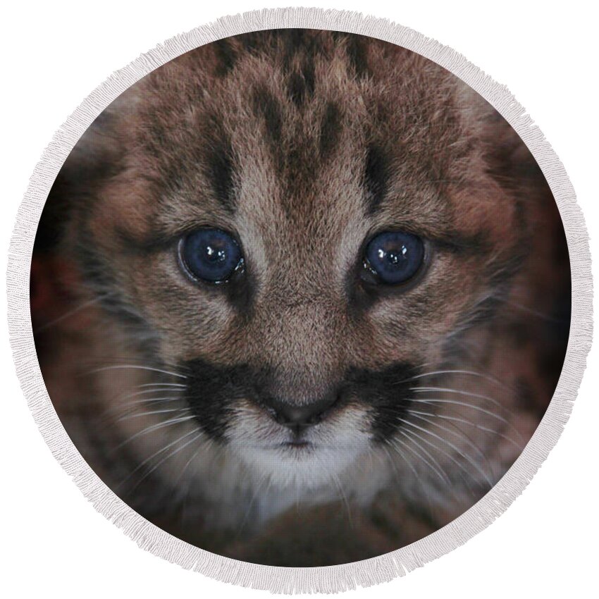 Cat Round Beach Towel featuring the photograph Blue Eyed Baby by Becqi Sherman