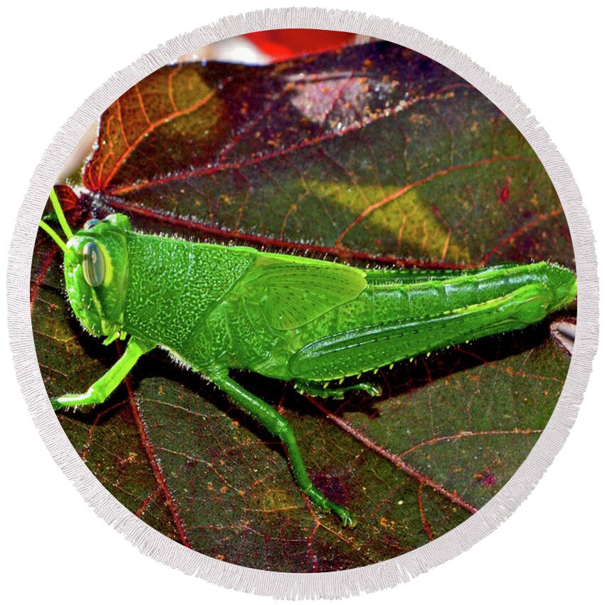 Insect Round Beach Towel featuring the photograph Blue Eyed Green Grasshopper 002 by George Bostian