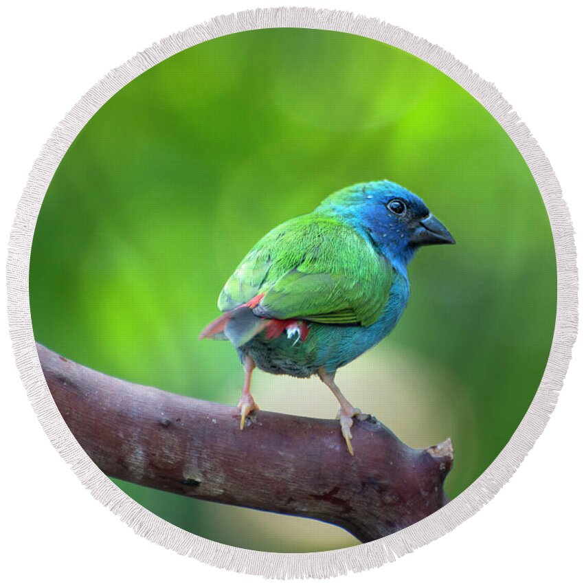 Blue-faced Parrotfinch Round Beach Towel featuring the photograph Blue-faced Parrotfinch by John Poon