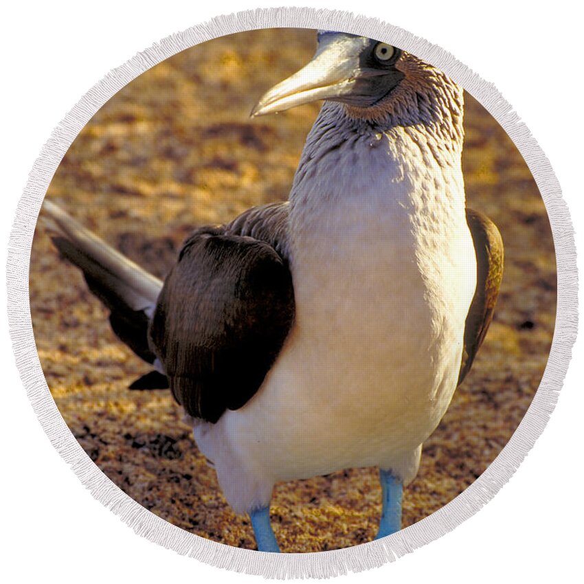 Blue Round Beach Towel featuring the photograph Blue-Footed Booby by Ted Keller