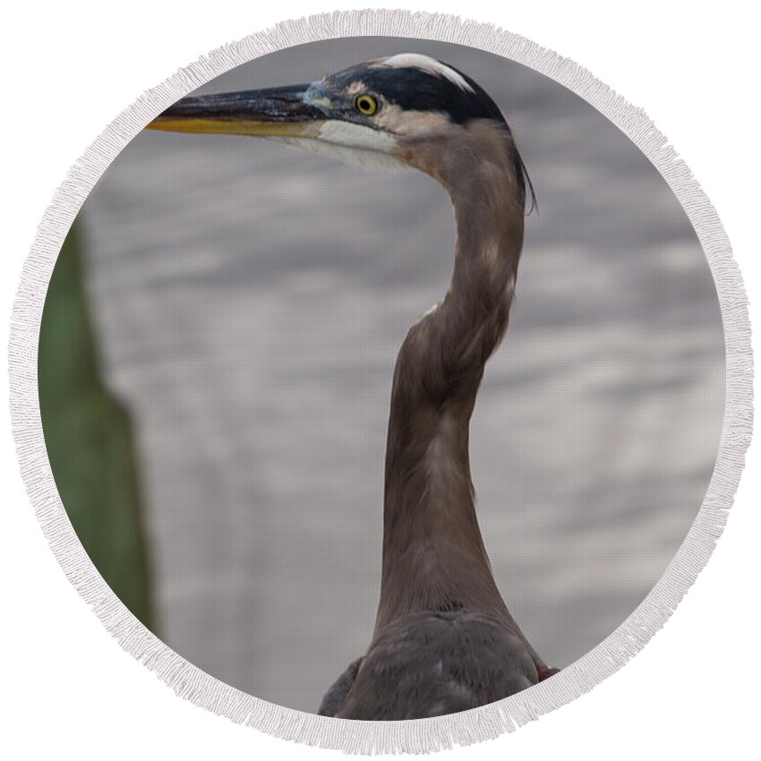 Great Blue Heron Round Beach Towel featuring the photograph Blue Heron by Allan Morrison