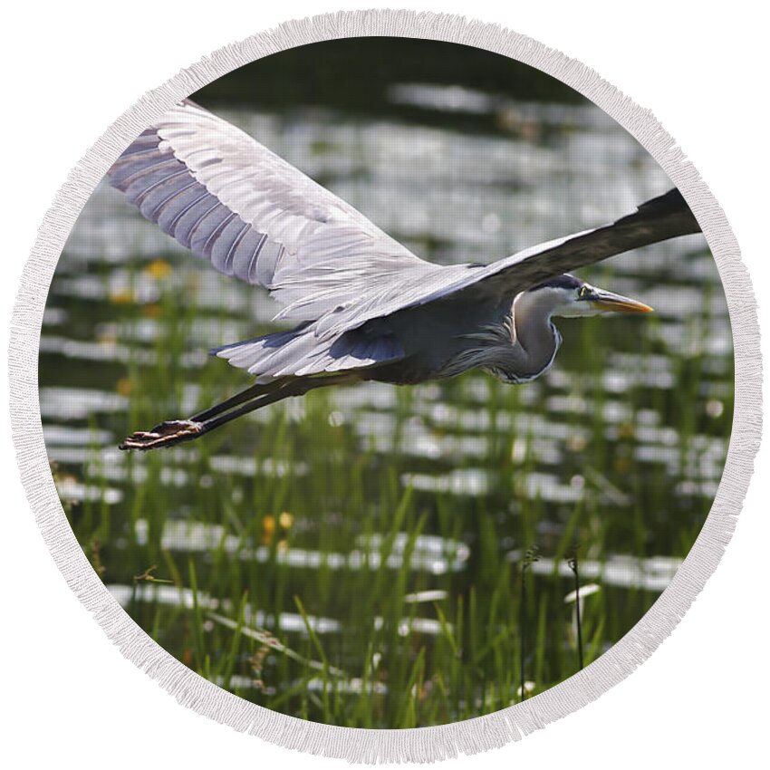 Heron Round Beach Towel featuring the photograph Blue In Low Glide by Deborah Benoit
