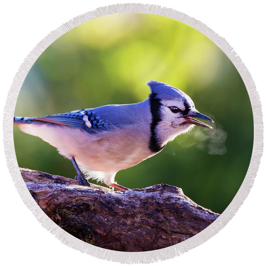 Autumn Round Beach Towel featuring the photograph Blue Jay Breath by Mircea Costina Photography
