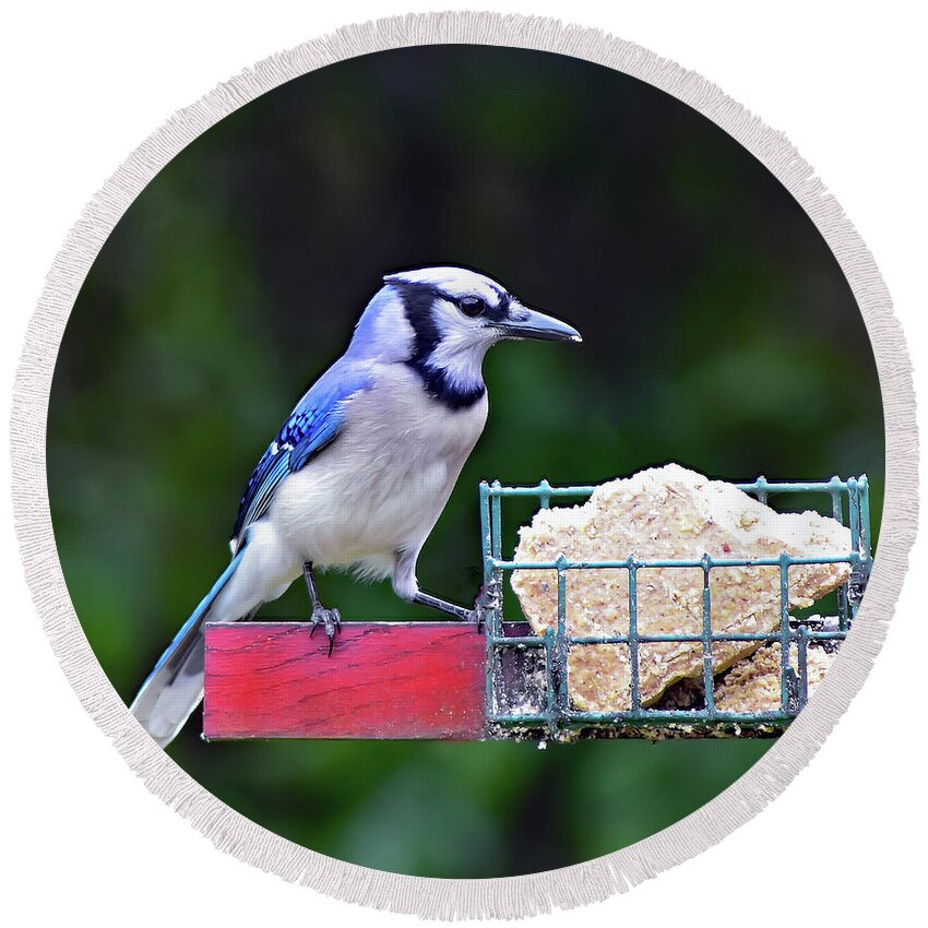 Bird Round Beach Towel featuring the photograph Blue Jay - Cyanocitta Cristata by DB Hayes