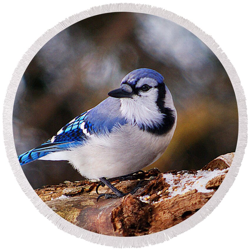 Birds Round Beach Towel featuring the photograph Blue Jay Day by Arthur Miller