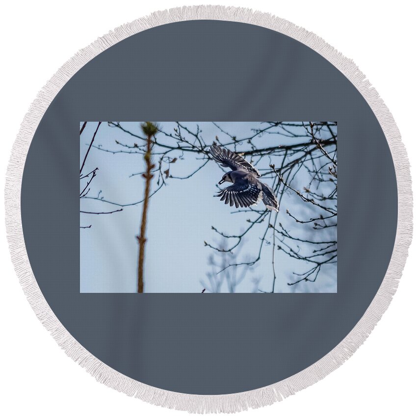Corvidae Round Beach Towel featuring the photograph Blue Jay in flight by SAURAVphoto Online Store