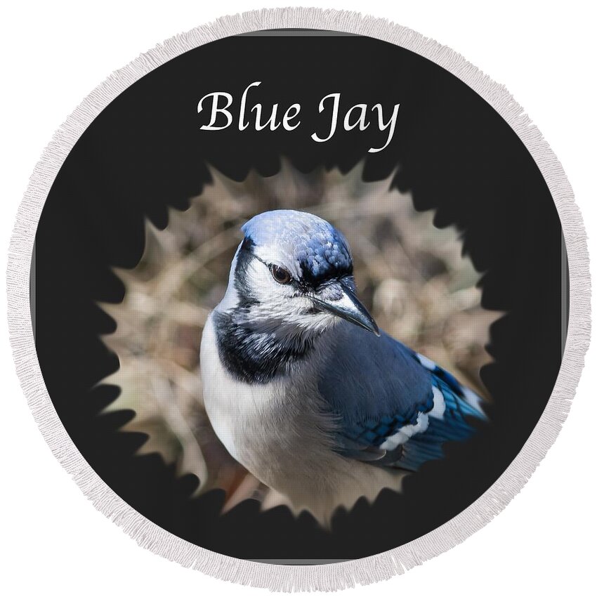 Blue Jay Round Beach Towel featuring the photograph Blue Jay  by Holden The Moment