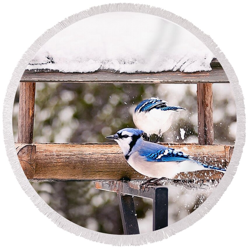 Blue Jays Round Beach Towel featuring the photograph Blue Jays in Winter by Gwen Gibson
