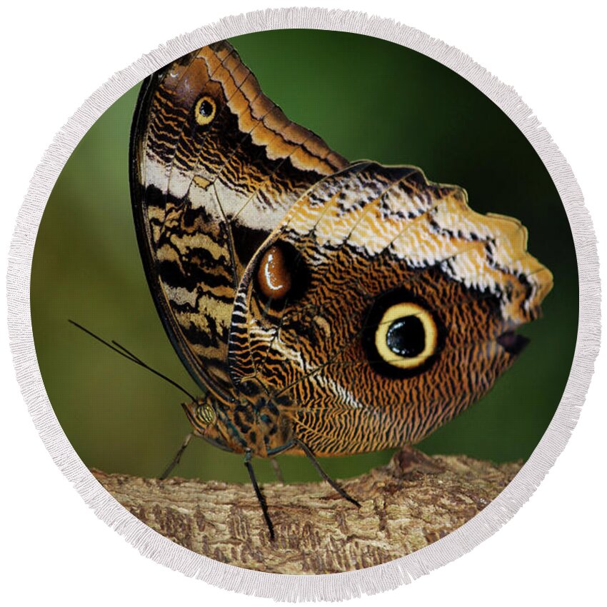 Reid Callaway Blue Morphs Butterfly Round Beach Towel featuring the photograph Blue Morpho Butterfly Cecil B Day Butterfly Center Art by Reid Callaway
