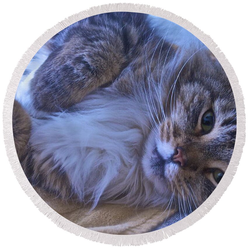 Cat Round Beach Towel featuring the photograph Blue Oblivion by Gwyn Newcombe