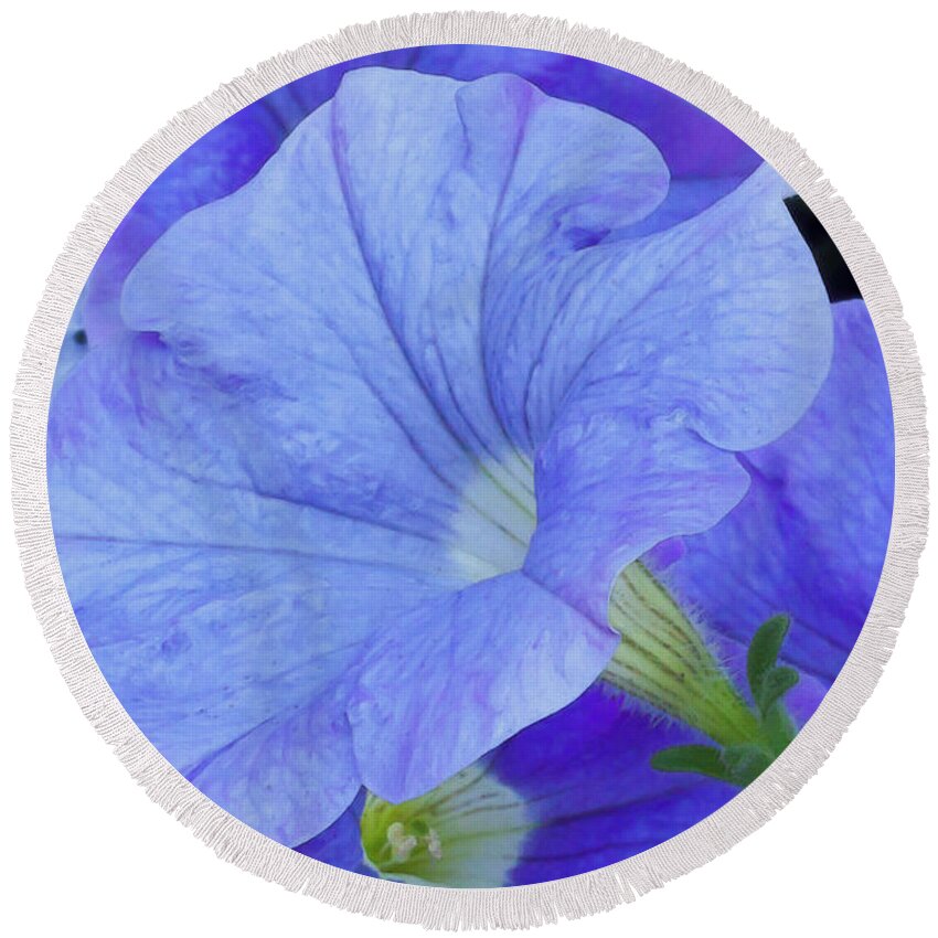Blue Round Beach Towel featuring the photograph Blue Petunia Blossom by Sandra Foster