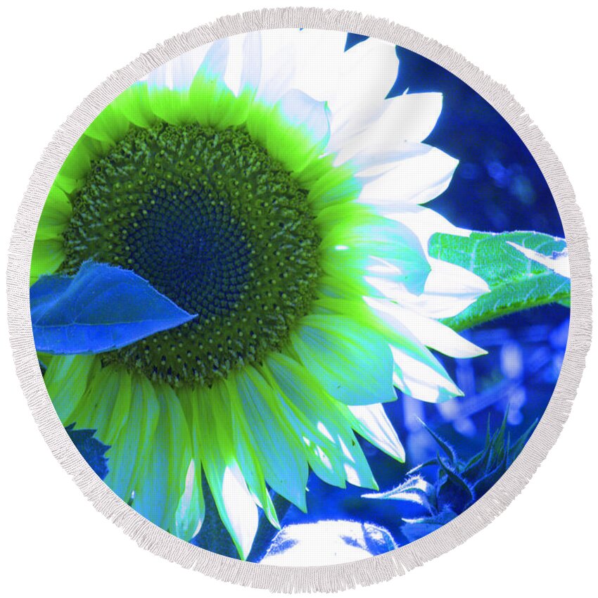 Sunflower Round Beach Towel featuring the photograph Blue Tinted Sunflower by Sonya Chalmers