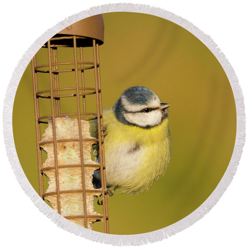 Blue Tit Round Beach Towel featuring the photograph Blue tit on feeder by Steev Stamford
