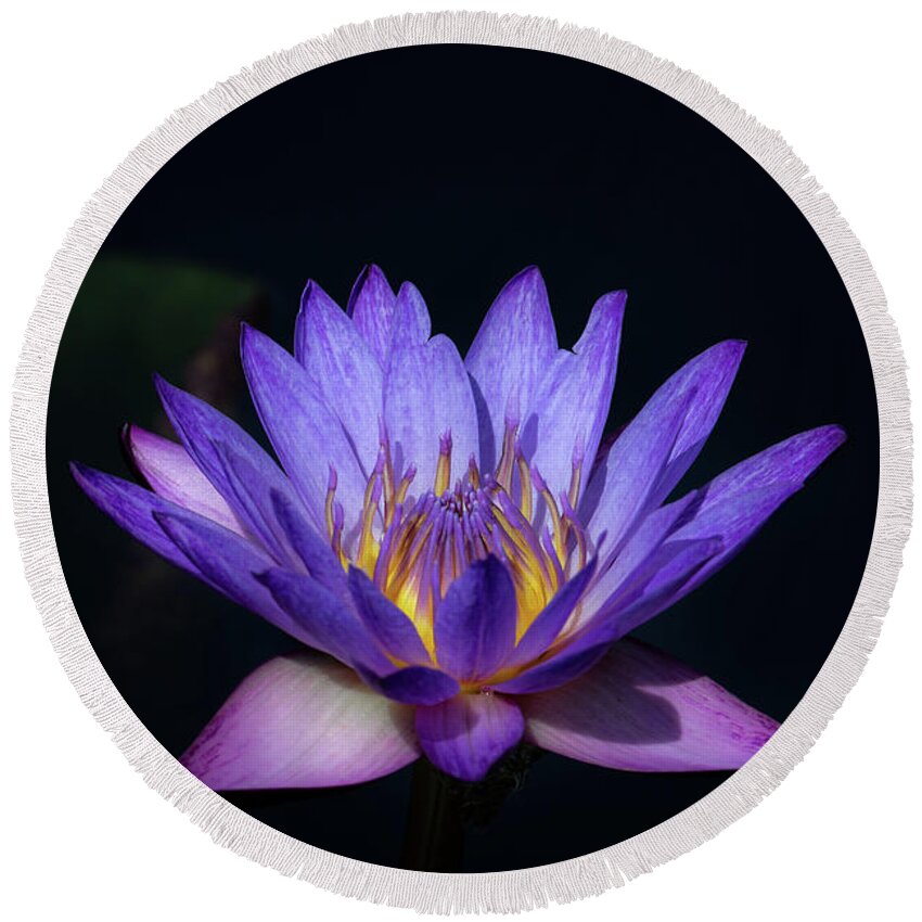 Flower Round Beach Towel featuring the photograph Blue Water Lily by Andrea Silies
