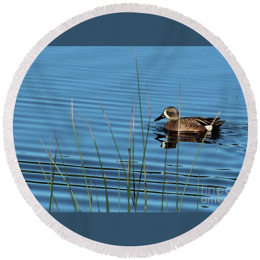 Duck Round Beach Towel featuring the photograph Blue Winged Teal by Ann E Robson