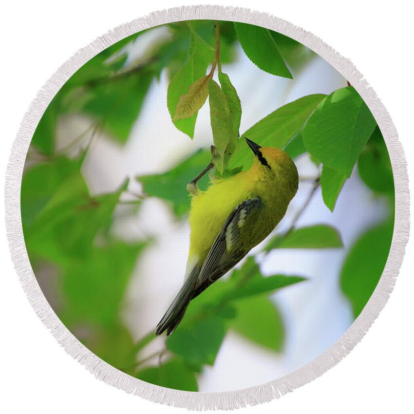 Gary Hall Round Beach Towel featuring the photograph Blue-winged Warbler 2 by Gary Hall