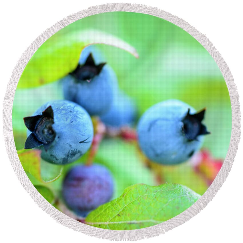 Maine Wild Blueberries Round Beach Towel featuring the photograph Blueberries Up Close by Alana Ranney