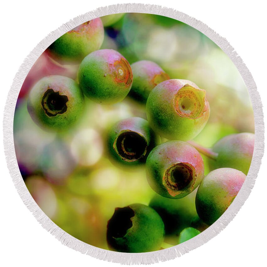 Blueberries Round Beach Towel featuring the photograph Blueberry On The Vine by Mike Eingle