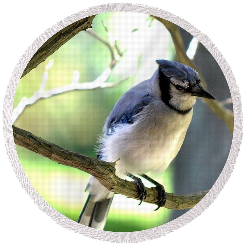 Bluejay Round Beach Towel featuring the photograph Bluejay by Dani McEvoy