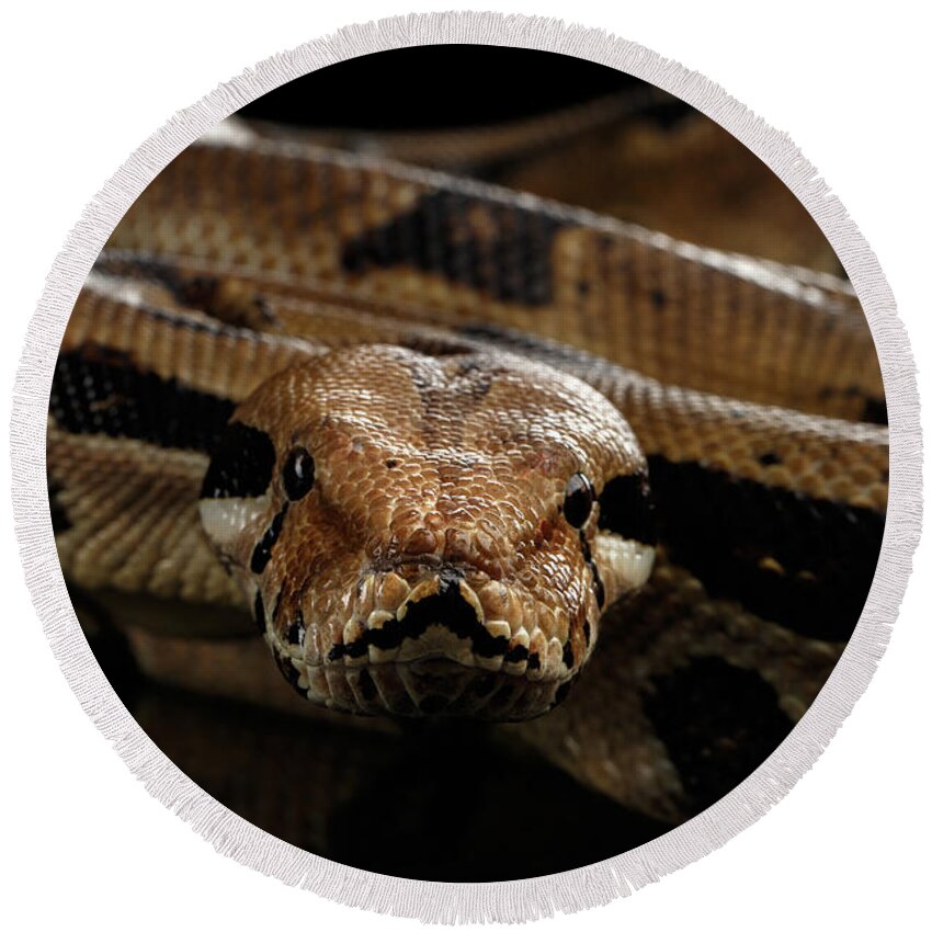 Boa Round Beach Towel featuring the photograph Boa constrictor imperator color, on isolated black background by Sergey Taran