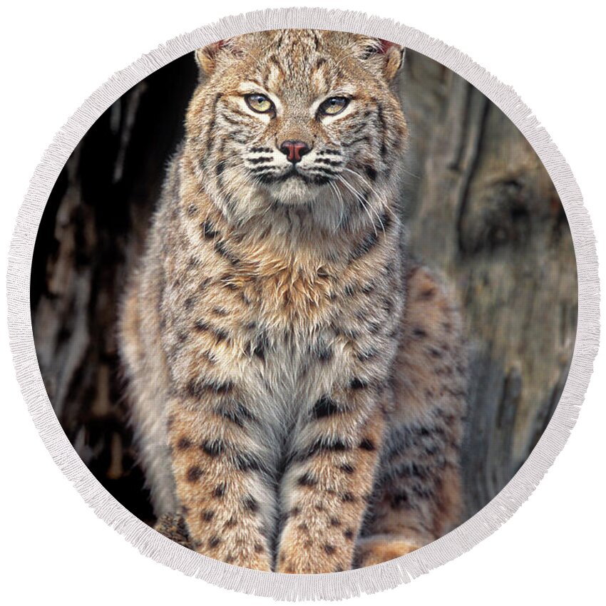 Dave Welling Round Beach Towel featuring the photograph Bobcat Felis Rufus Captive by Dave Welling