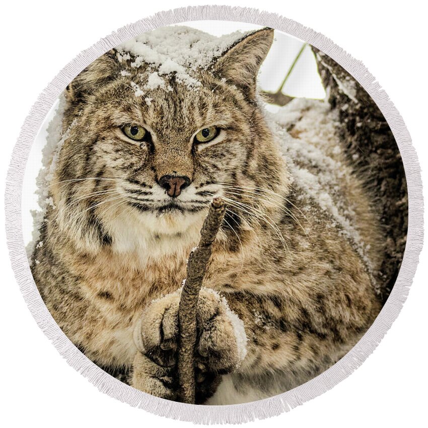 Categories Round Beach Towel featuring the photograph Bobcat Paws. by Dawn Key
